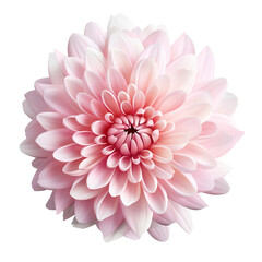 Chrysanthemum flower isolated on transparent background