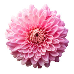 Chrysanthemum flower isolated on transparent background