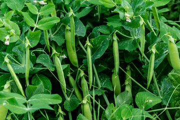 Peas in a garden home grown, spring, summer and autumn harvest