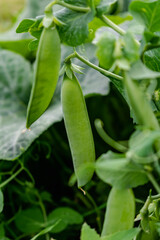 Fototapeta premium Peas in a garden home grown, spring, summer and autumn harvest
