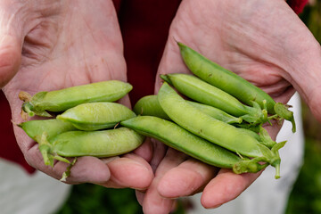 Peas in a garden home grown, spring, summer and autumn harvest