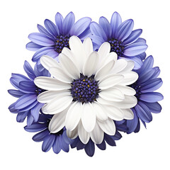 Fototapeta premium Cineraria flower isolated on transparent background