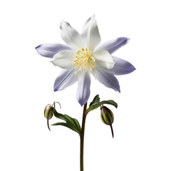Columbine flower isolated on transparent background