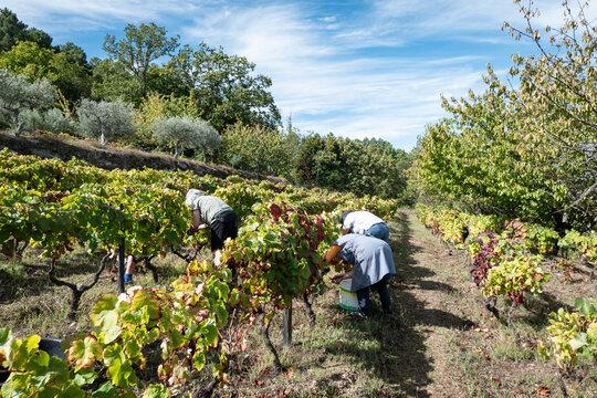 Algumas mulheres numa vinha a vindimar as uvas maduras para posteriormente irem para o lagar para a industria do vinho