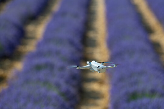 Drone flying over lavender field, Valensole, Provence, High quality photo