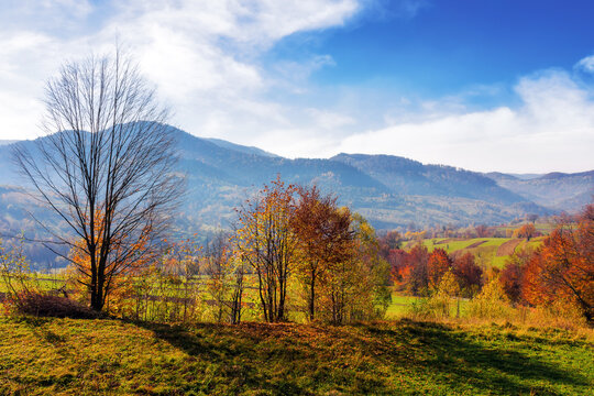trees on the hills of mountainous countryside landscape. scenery of carpathian rural area in autumn season
