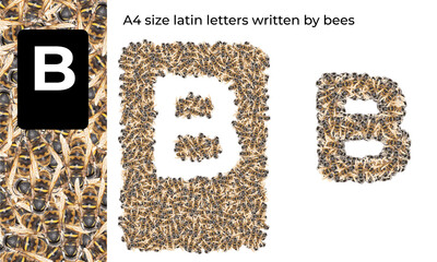 A4 size latin letter written by bees