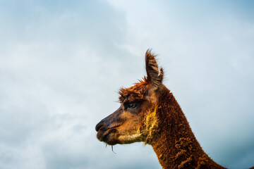 Portrait of a fluffy alpaca against stormy sky. South American camelid. Alpaca farm, New Zealand