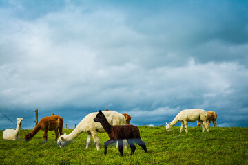 A herd of white and brown alpacas grazing on a lush green pasture on a cloudy day. Alpaca farm, New...