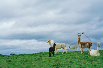 A herd of white and brown alpacas grazing on a lush green pasture on a cloudy day. Alpaca farm, New Zealand