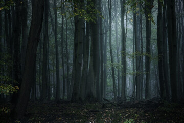 Dark misty forest with tall gray tree trunks and low pale light, spooky natural landscape in the...