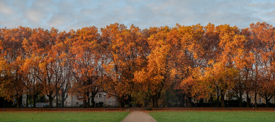 Beautiful monumental avenue of old plane trees on a sunny autumn morning.Szczecin,Poland - obrazy, fototapety, plakaty