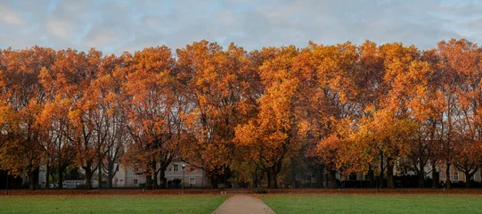 Foto op Plexiglas Oud vliegtuig Beautiful monumental avenue of old plane trees on a sunny autumn morning.Szczecin,Poland