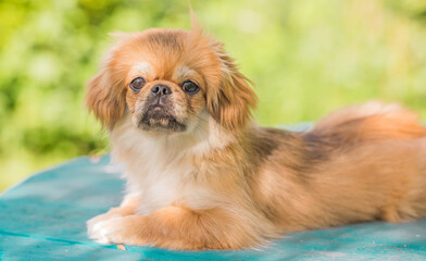 Tibetan spaniel breed. Young dog of golden light color. Pets lifestyle 