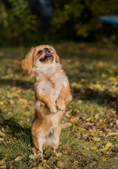 Tibetan spaniel breed. Young dog of golden light color. Pets lifestyle 