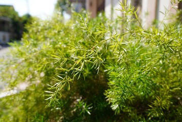 close up of a pine tree