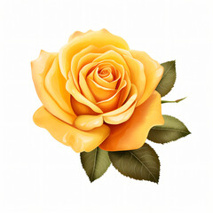 Yellow Rose Clipart isolated on white background