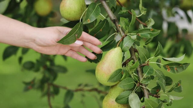 Close-up of female hands plucking a ripe pear from a pear tree. Harvesting in your own garden. Fruit growing and agriculture. Crop fruit, Harvesting pears in summer garden. Eco, farm products