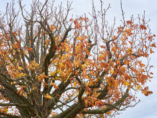 Tree in autumn with yellowed leaves.