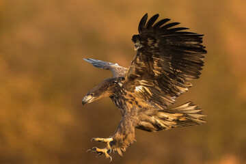 Birds of prey - white-tailed eagle in flight (Haliaeetus albicilla)