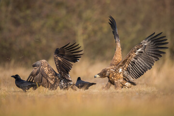 Birds of prey - white-tailed eagle in flight (Haliaeetus albicilla)