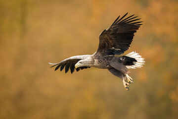 Birds of prey - white-tailed eagle in flight (Haliaeetus albicilla)