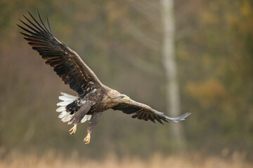 Birds of prey - white-tailed eagle in flight (Haliaeetus albicilla)