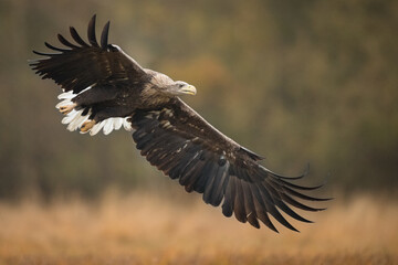 Birds of prey - white-tailed eagle in flight (Haliaeetus albicilla)