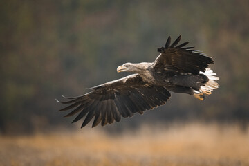 Birds of prey - white-tailed eagle in flight (Haliaeetus albicilla)