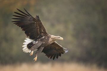 Birds of prey - white-tailed eagle in flight (Haliaeetus albicilla)