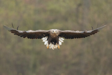 Birds of prey - white-tailed eagle in flight (Haliaeetus albicilla)