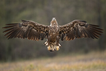 Birds of prey - white-tailed eagle in flight (Haliaeetus albicilla)