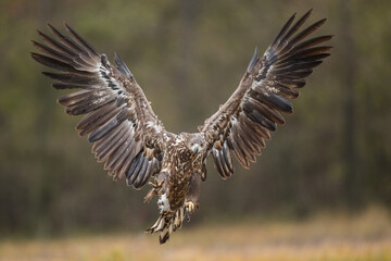 Birds of prey - white-tailed eagle in flight (Haliaeetus albicilla)