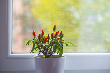 Small ornamental hot peppers on a tree in a flowerpot. There are small green leaves around. In a flowerpot on the windowsill.