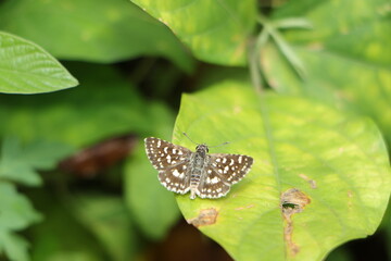Moth species found in humid areas of Sri Lanka