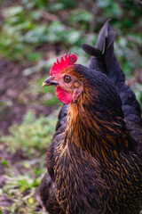 Close up on a cute black and brown bicolor chicken
