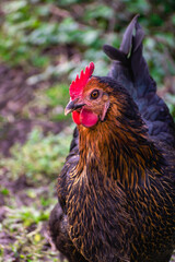 Close up on a cute black and brown bicolor chicken