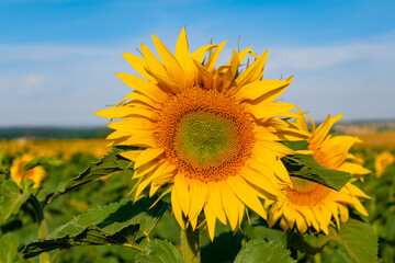 Sunflowers in a field with the sky, Helianthus annuus