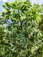 green leaves background