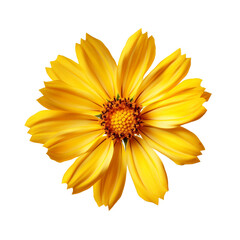 Coreopsis flower isolated on transparent background