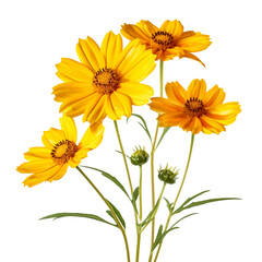 Coreopsis flower isolated on transparent background