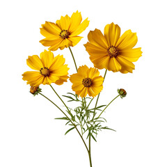 Coreopsis flower isolated on transparent background