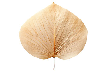 A dried leaf, transparent background, isolated image, generative AI