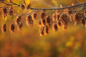albero di carpino in autunno al tramonto