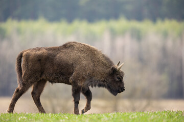 European bison - Bison bonasus in the Knyszyn Forest