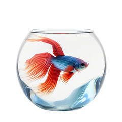 Beta Fish Aquarium On Transparent background