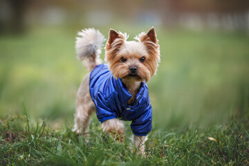 yorkshire terrier dog posing on grass in a warm blue jacket