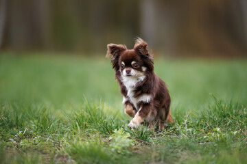 brown long haired chihuahua dog running outdoors on green grass - Powered by Adobe