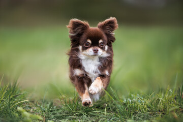 brown long haired chihuahua dog running on grass outdoors - obrazy, fototapety, plakaty