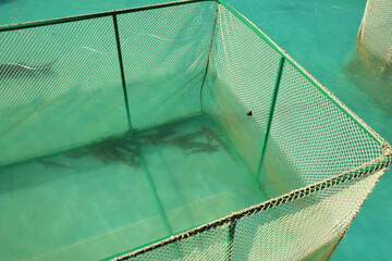 Sterlets (Acipenser ruthenus) in the water cage.  Live sterlets on the fish farm.